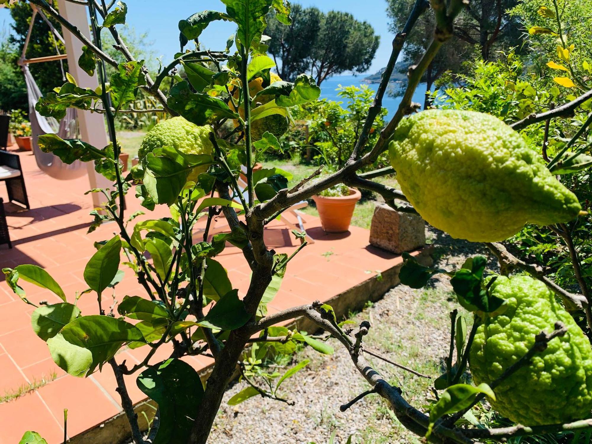 Case Dei Limoni Sul Mare Capoliveri  Buitenkant foto