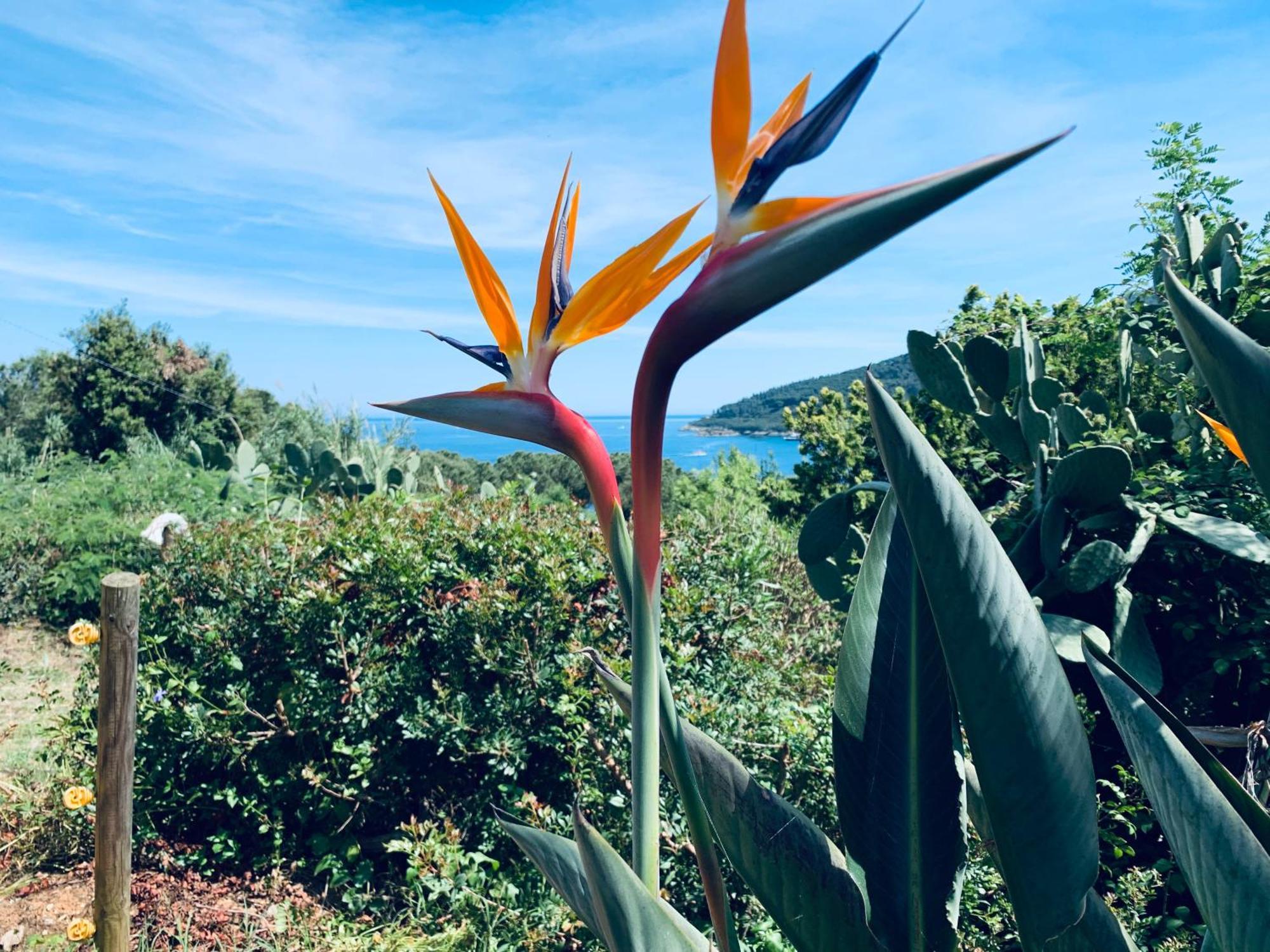 Case Dei Limoni Sul Mare Capoliveri  Buitenkant foto