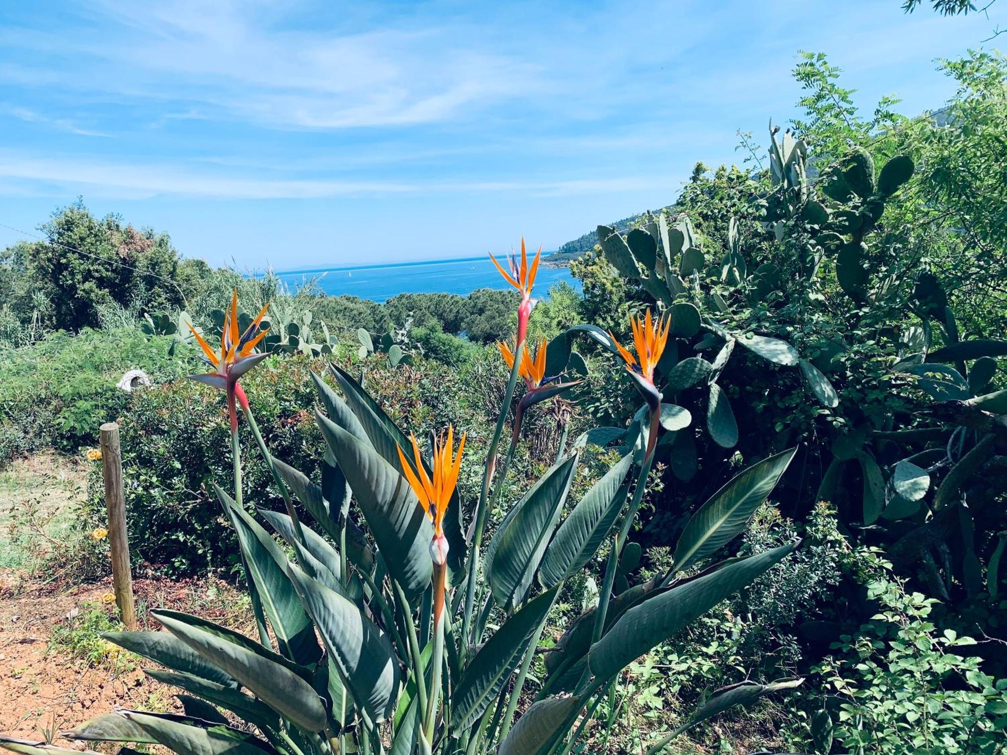 Case Dei Limoni Sul Mare Capoliveri  Buitenkant foto